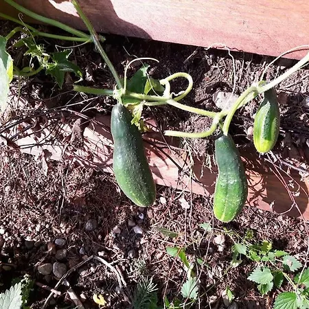 Casalucia Semesterbostad Puchberg am Schneeberg