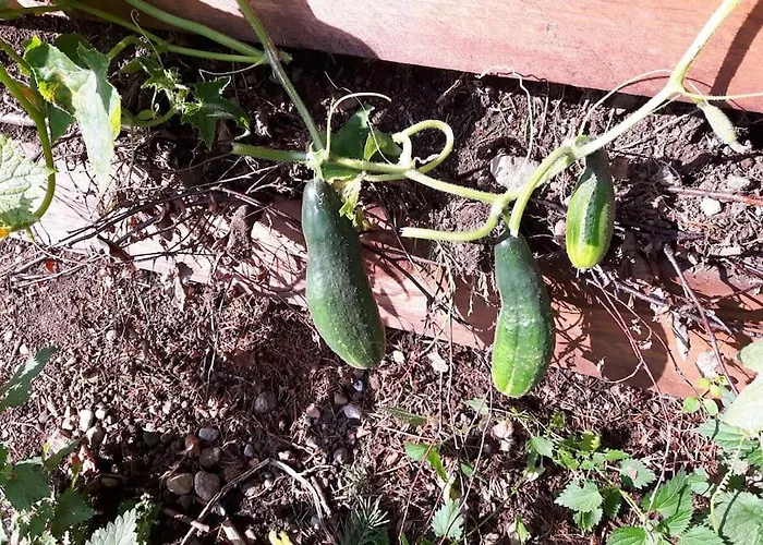 Casalucia Vakantiehuis Puchberg am Schneeberg